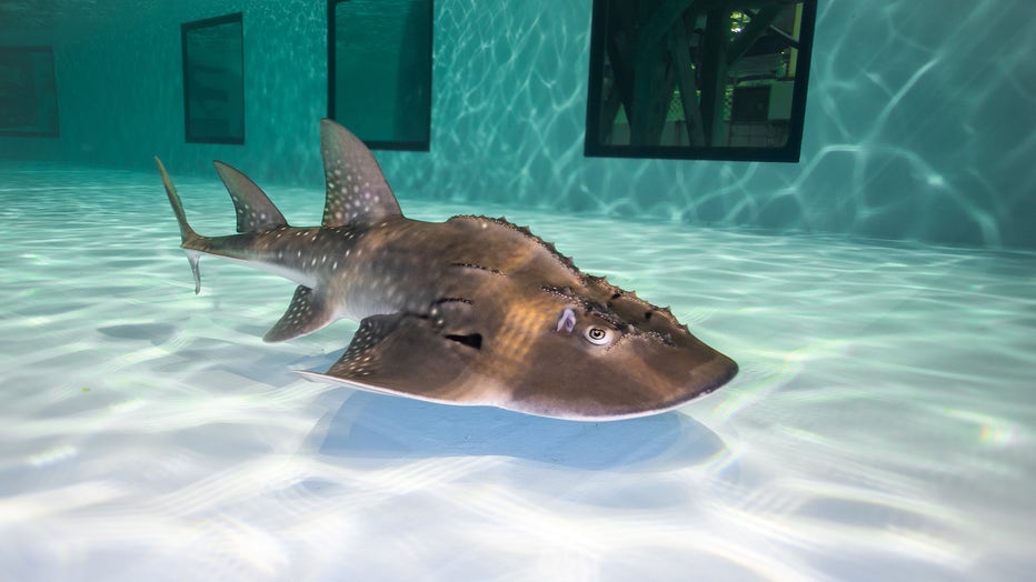 Baby endangered shark rays growing up at the Georgia Aquarium