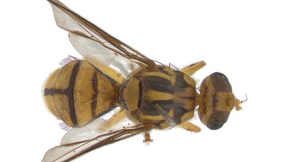 invasive-Tau-fruit-fly.jpg
