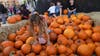 Apple picking, pumpkin patches, corn mazes and fall festivals in North Georgia | Fall 2023
