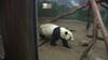 Soon, Atlanta will be the only place to see pandas in the entire US