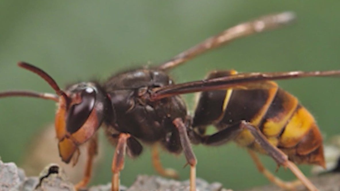 Georgia crews fight invasive yellow-legged hornet spread
