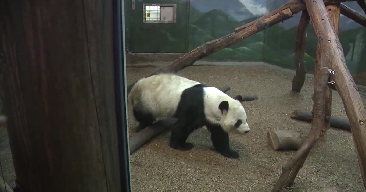 P-U_S_-PANDAS-BACK-TO-CHINA-