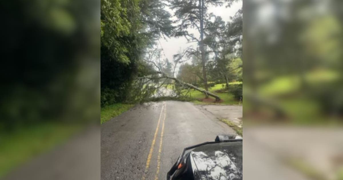 Fallen tree blocks roadway in Gainesville | FOX 5 Atlanta