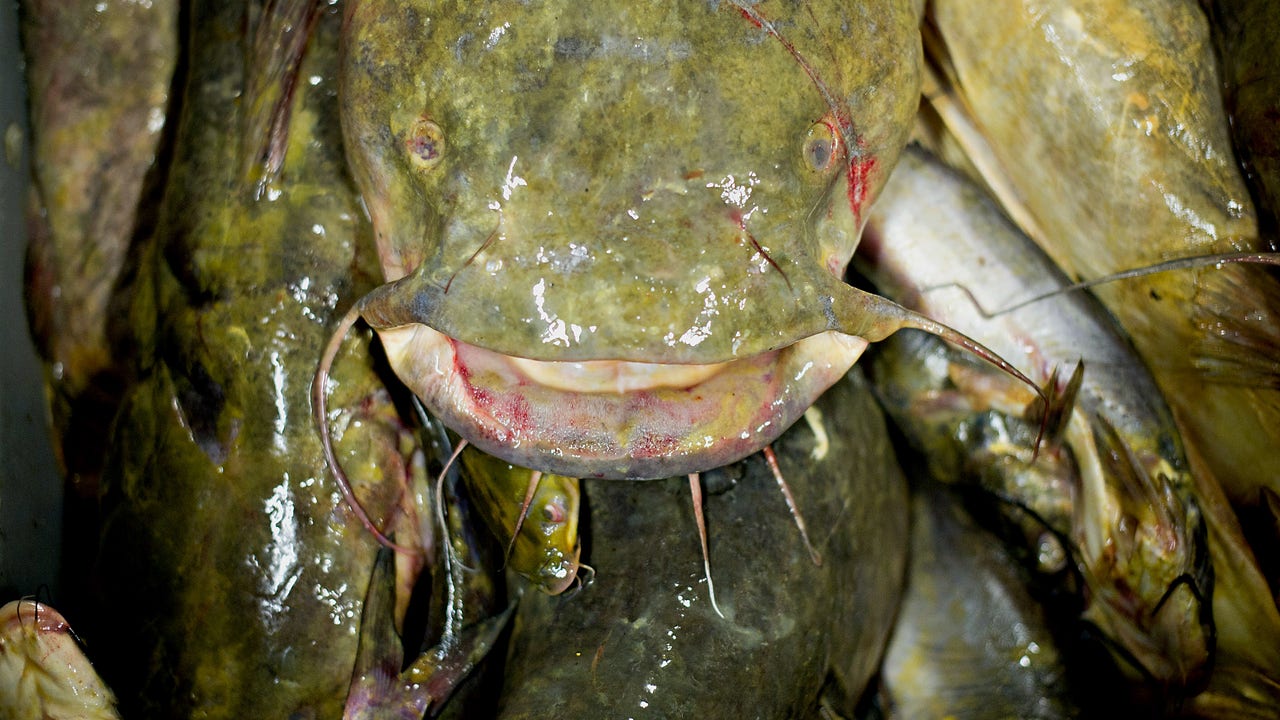 Invasive catfish predator eating its way into Georgia river