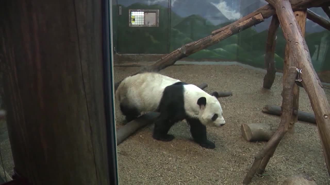 Soon, Atlanta will be the only place to see pandas in the entire