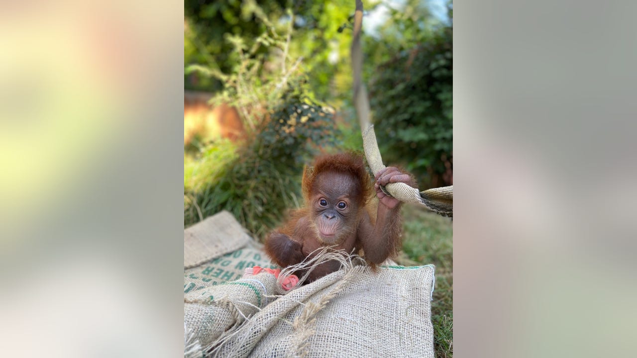 Baby orangutan from California arrives at Zoo Atlanta in hopes of being adopted