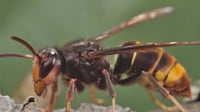 Georgia crews fight invasive yellow-legged hornet spread