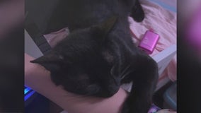 Decatur resident says scammer faked finding cat, demanded money