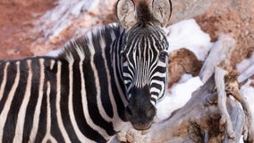 Zoo Atlanta welcomes new plains zebra named Wembe