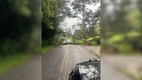 Fallen tree blocks roadway in Gainesville
