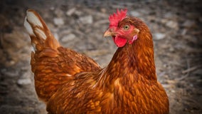 Avian flu confirmed at commercial poultry farm in Gordon County