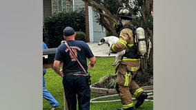 Two dogs rescued from Alpharetta house fire on Thursday