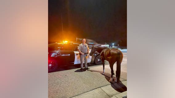California officer escorts horse after rider's DUI arrest