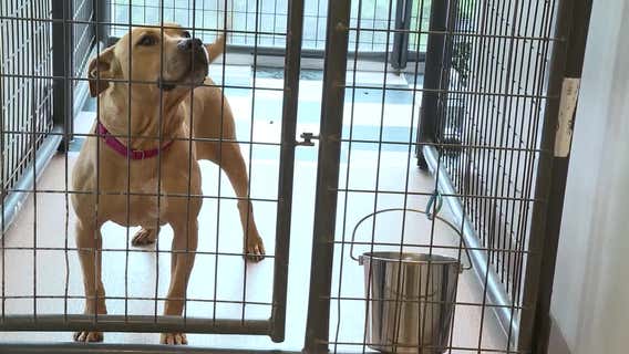 Rescue dogs help Fulton County convicted felons start new lives