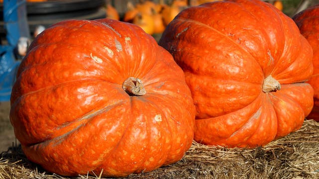 Oktoberfest, pumpkin picking, and emo violins: Things to do this weekend in metro Atlanta
