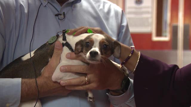 Man seen on video hurling dog against ceiling at Smyrna apartment turns self in