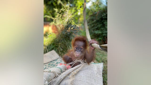 Baby orangutan from California arrives at Zoo Atlanta in hopes of being adopted