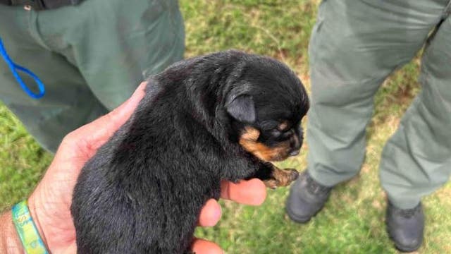 Firefighters rescue puppies swept into storm drain by heavy rain