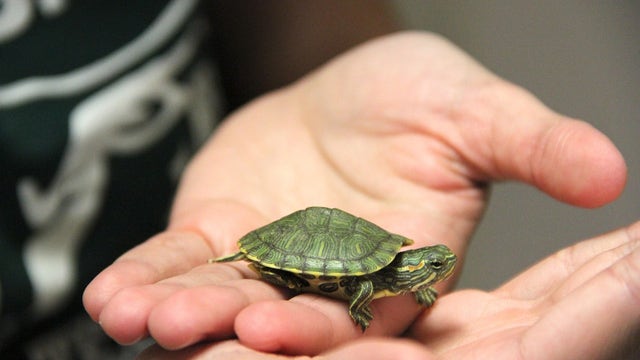 CDC warning Americans not to kiss, snuggle turtles amid salmonella outbreak