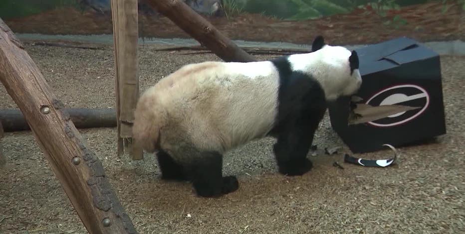 Soon, Atlanta will be the only place to see pandas in the entire