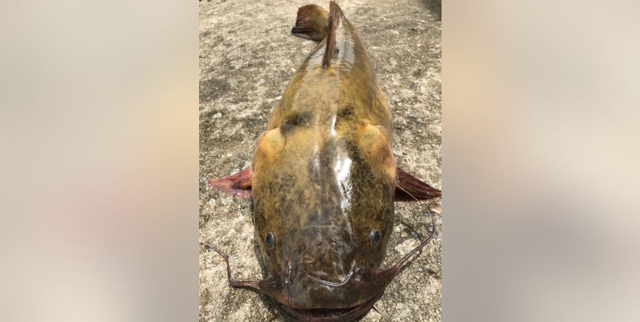Georgia DNR Wildlife on X: Garry Harrell of @CityofDouglasGA caught this  101lb Altamaha River flathead catfish on a limb line on June 9. #monster  #fishing #fishfry  / X