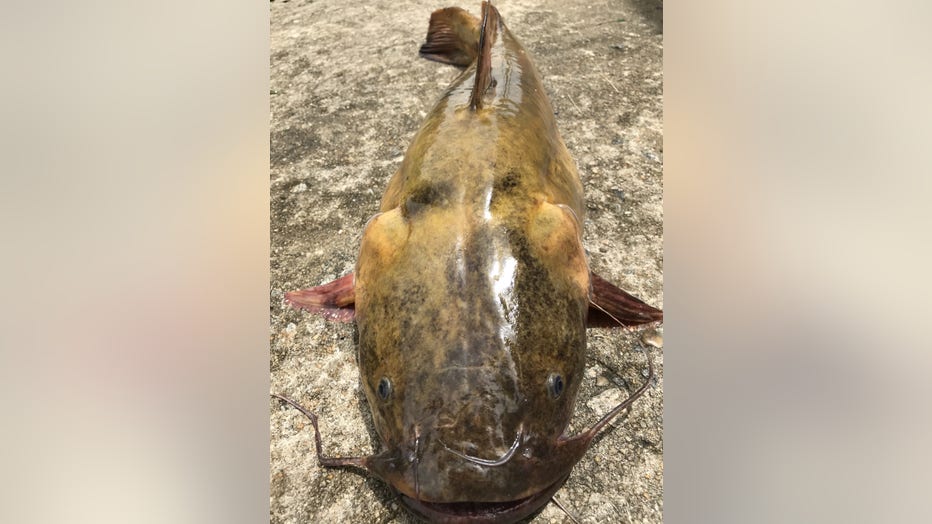 An invasive catfish predator is eating its way into another