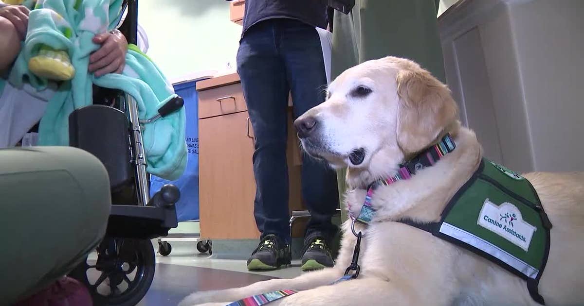 ‘The perfect sidekick’: Meet the dog bringing joy to Children’s ...