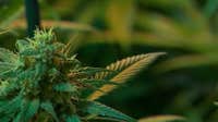Why new federal THC limits could wipe out Georgia hemp shops by December