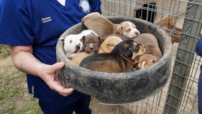 Atlanta Humane Society helps rescue 150 dogs, cats from SE Georgia home