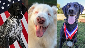 American Humane Hero Dog Awards 2023 announces ‘top dog’ finalists ahead of Veterans Day ceremony