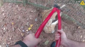 Watch: Cobb County sergeant rescues little deer trapped in fence