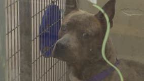 DeKalb animal shelter to begin killing dogs to fix ‘inhumane’ conditions, overcrowding