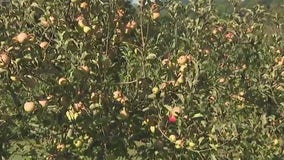 Dry weather and cool weather good news for Georgia's apple-picking season