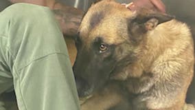 Bartow County K-9 expected to recover after being shot while chasing suspect