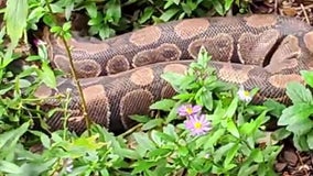 Ball python on the loose: Kirkwood couple finds snake living in front yard