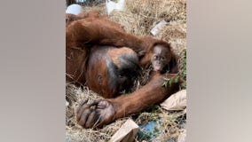 'Supermom': Infant orangutan accepted by adoptive mother at Zoo Atlanta