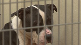 DeKalb County Animal Shelter to get $10M to fight overcrowding crisis