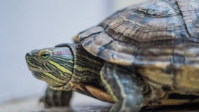 Man convicted of turtle smuggling charged with cruelty to animals in Georgia