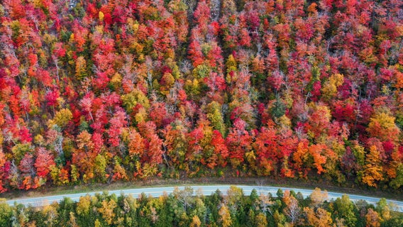 Fall foliage tracker: Discover maps and where the most brilliant colors are right now