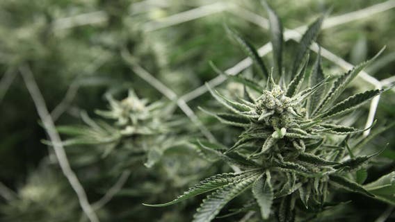 Georgia will be first state with medical marijuana in pharmacies