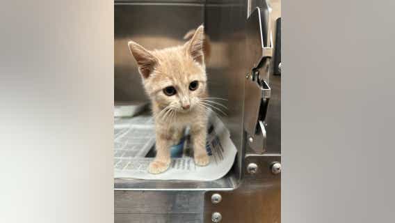 Hall County Animal Shelter halts cat intake, adoptions amid viral outbreak