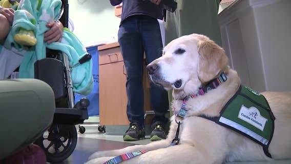 'The perfect sidekick': Meet the dog bringing joy to Children's Healthcare of Atlanta patients
