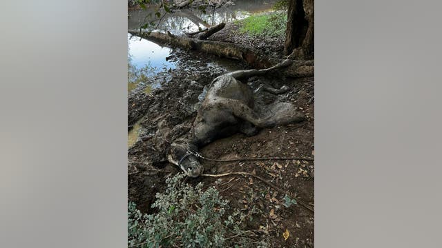 Cobb County animal rescuers, firefighters team up to save muddy mare from hypothermia