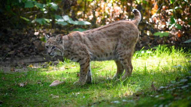 'Aggressive bobcat' attacks 3-year-old, teen in Oglethorpe County