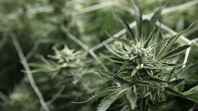 Georgia will be first state with medical marijuana in pharmacies