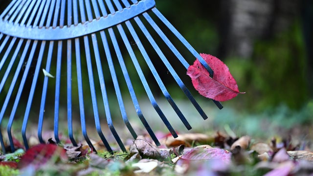 Don't bag your leaves this fall, experts say: Do this instead