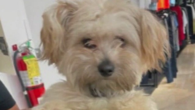 AirTags help Atlanta family recover stolen car, pet dog still missing