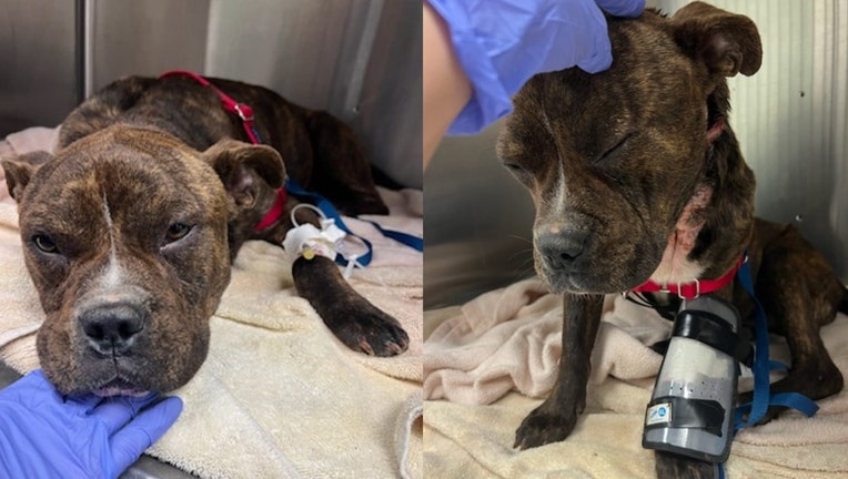 Dog Day Rescue, a Kennesaw-based nonprofit animal rescue, posted these photos of Baron who is suffering severe injuries from an embedded collar.