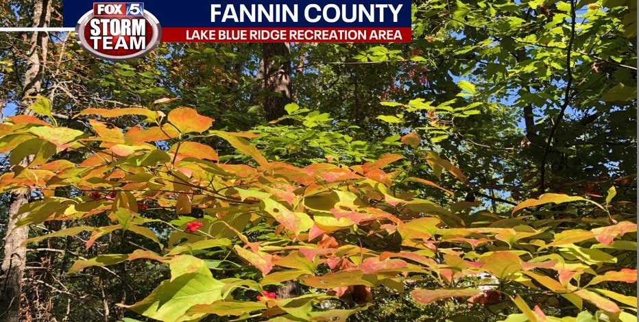 NEW LuLaRoe TC Leggings BLUE Acorn FALL Autumn FOX OWL DEER Forest Leaf  Leaves – ASA College: Florida