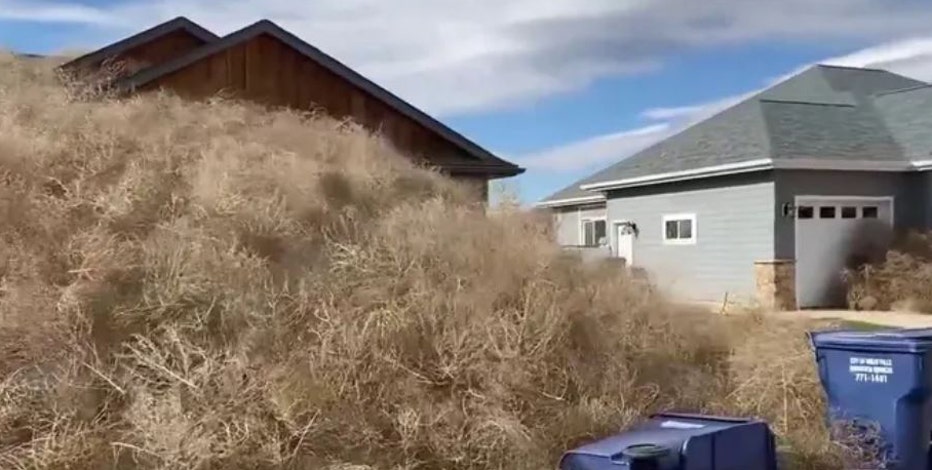 Tumbleweeds overrun Utah neighborhood following strong winds